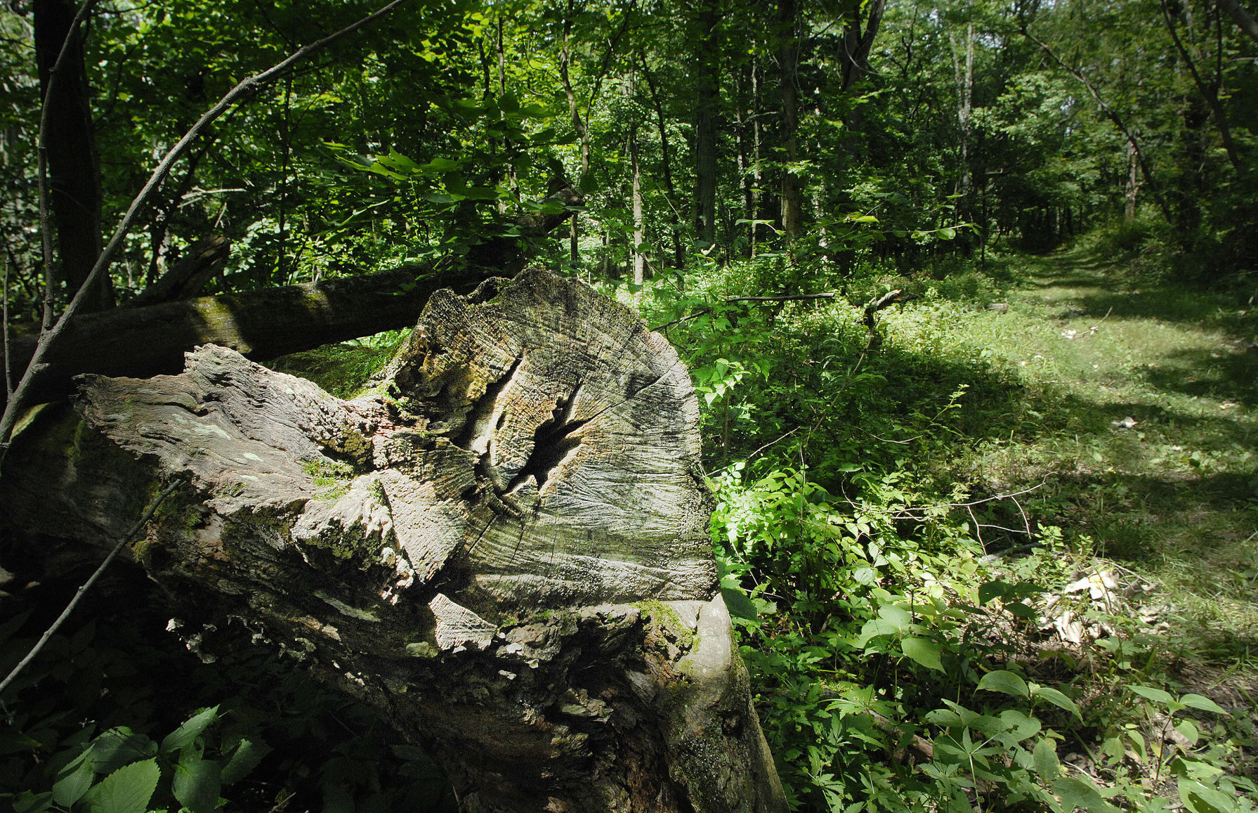 ParkLands Foundation’s Merwin Preserve